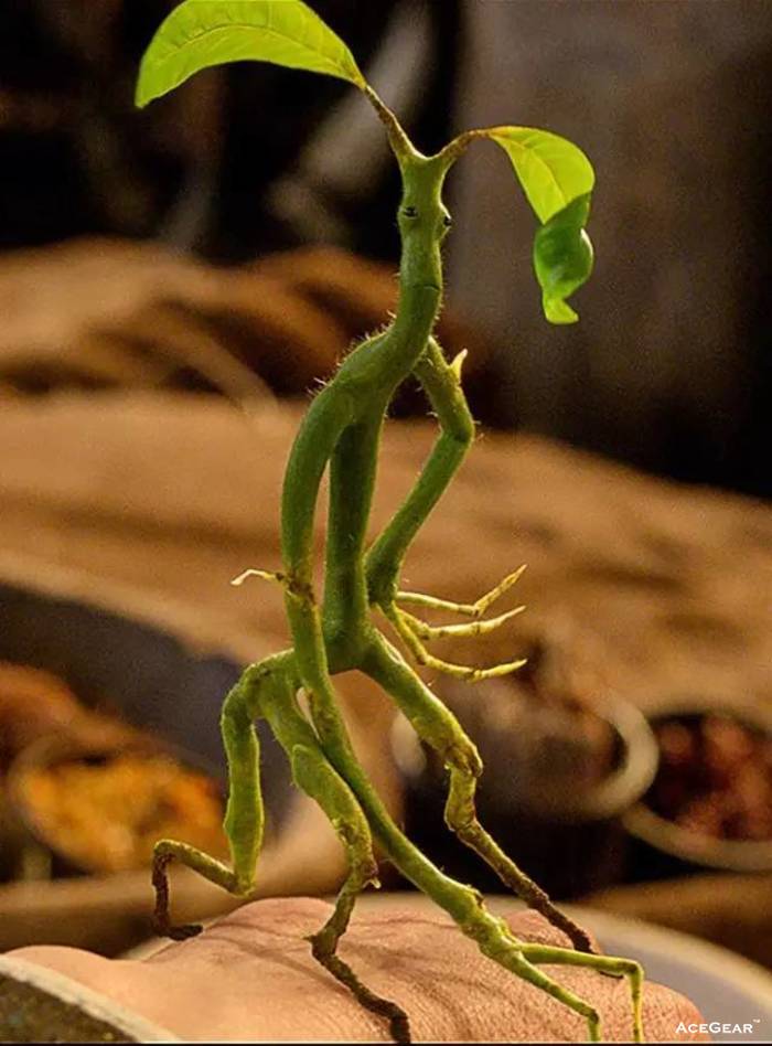 电影中出现的高人气神奇动物:隐形兽,嗅嗅,鸟蛇,护树罗锅