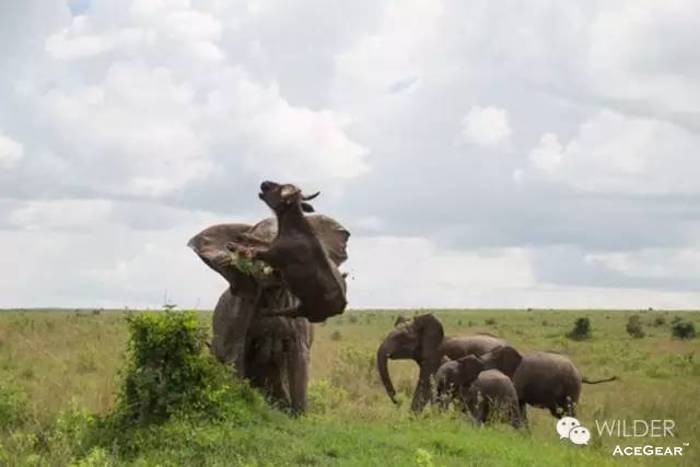大象猎杀水牛（新闻图）