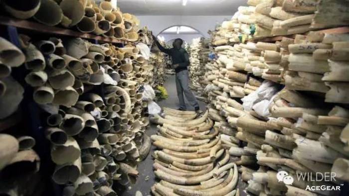 象牙堆积如山，需要投入大量的人力、物力保护